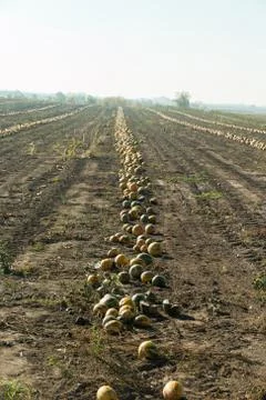 Pumpkins on the field Stock-Fotos