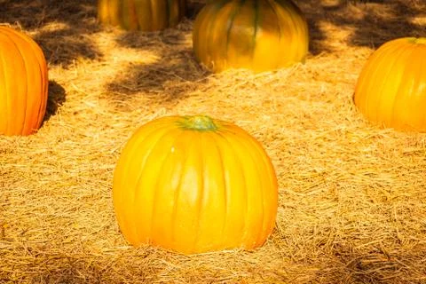 Pumpkins on field Stock Photos