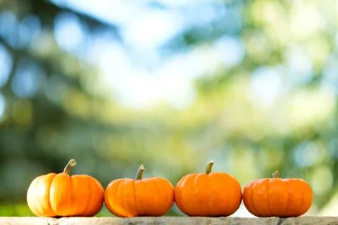 Pumpkins in the field Stock Photos