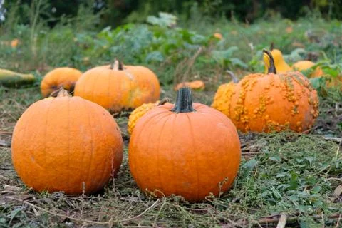 Pumpkins in the field Stock Photos