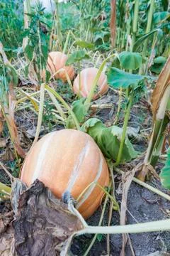 Pumpkins in the field Stock Photos