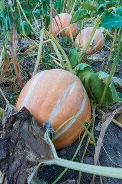 Pumpkins in the field Stock Photos