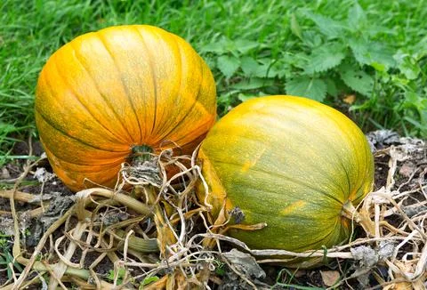 Pumpkins In Field. Stock Photos