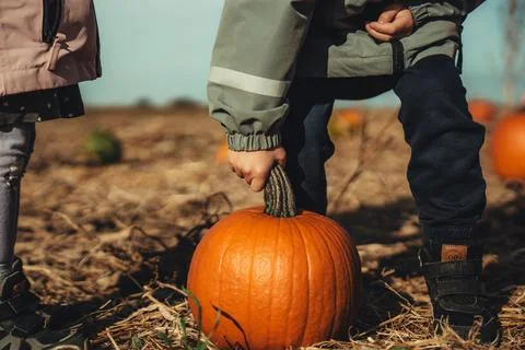 Pumpkins in the field Stock-Fotos