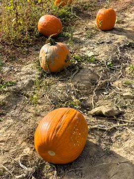 Pumpkins in the field. Stock Photos