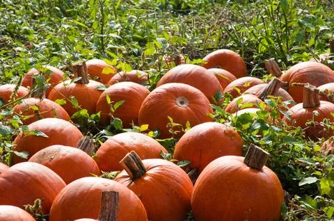 Pumpkins in a field Foto stock