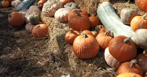 Pumpkins in a field - pumpkin patch Stock Footage 98217574