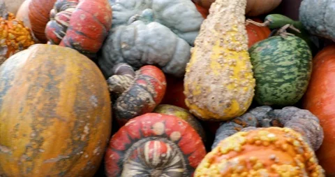 Pumpkins in a field - pumpkin patch Stock Footage 98217890
