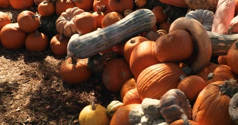 Pumpkins in a field - pumpkin patch Stock Footage 98218052