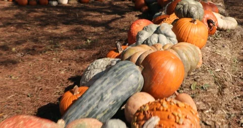 Pumpkins in a field - pumpkin patch Stock Footage 98218868