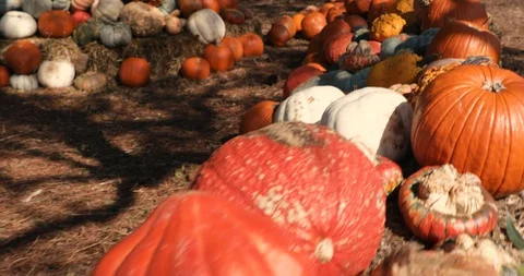 Pumpkins in a field - pumpkin patch Stock Footage 98218892