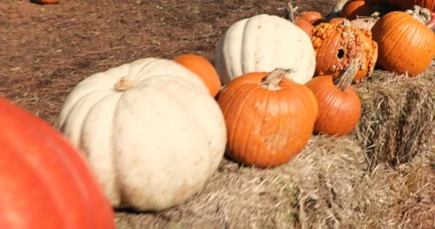 Pumpkins in a field - pumpkin patch Stock Footage 98219010