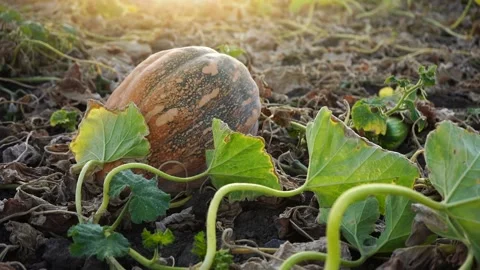 Pumpkins on field at sunset Stock Footage 139444038