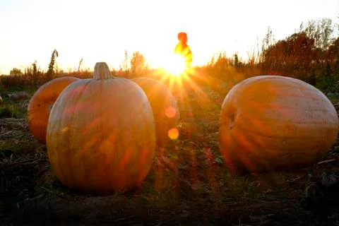 Pumpkins in Field with Sunset Sunstar Fall Harvest Orange Child Silhouette Stock Photos