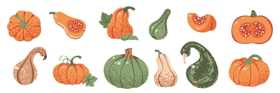 Pumpkins Flat Vector Set Isolated on White. Autumn Thanksgiving Vegetables for Stock Illustration