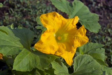 Pumpkins flower close up Stock Photos