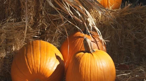 Pumpkins Stock Footage 8764852