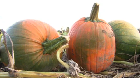 Pumpkins Stock-Footage 31908318