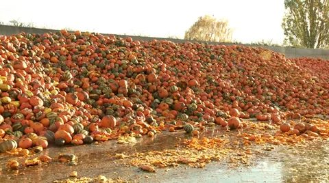Pumpkins Stock Footage 32815012