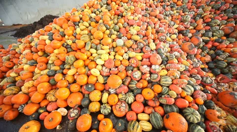 Pumpkins Stock-Footage 32815066