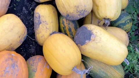 Pumpkins Stock Footage 162039146