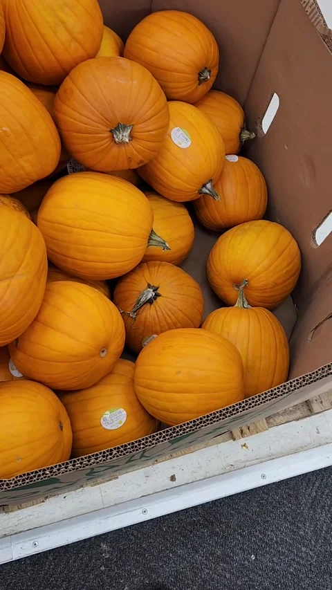 Pumpkins Stock Footage 219481588