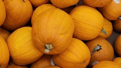 Pumpkins Stock Footage 224700633