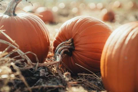 Pumpkins with a foreground Stock-Fotos