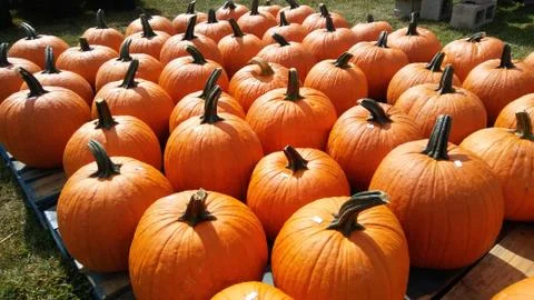 Pumpkins Galore Stock Photos