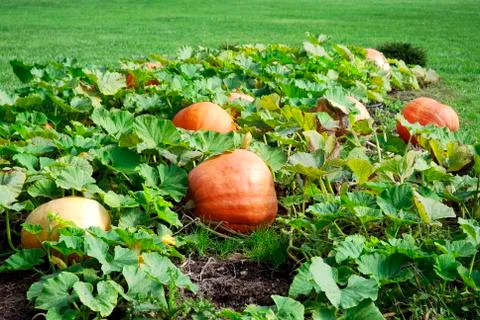 Pumpkins in the garden Stock Photos
