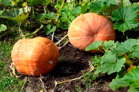 Pumpkins in the garden Stock Photos