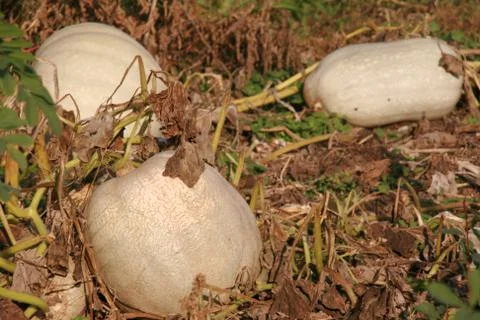 Pumpkins In The Garden Stock Photos