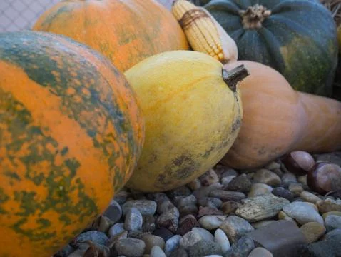 Pumpkins in the garden 写真素材
