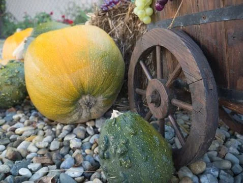 Pumpkins in the garden Stock Photos