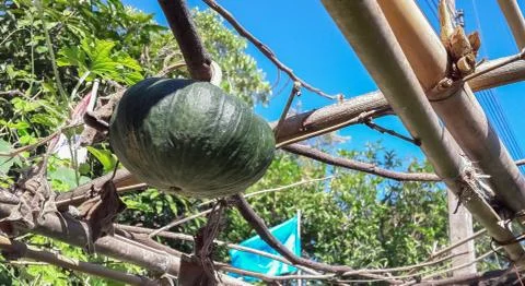 Pumpkins in the garden Stock Photos