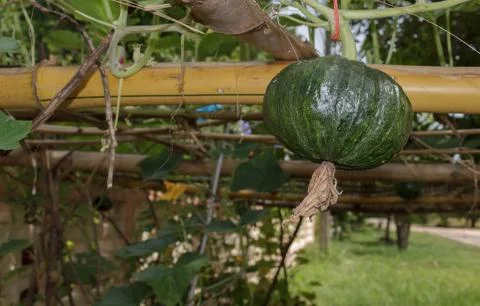 Pumpkins in the garden Stock Photos