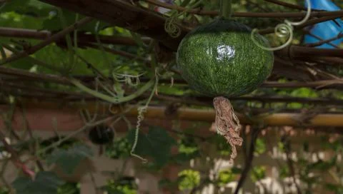 Pumpkins in the garden Stock Photos