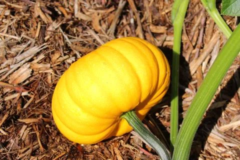 Pumpkins in the garden Stock Photos