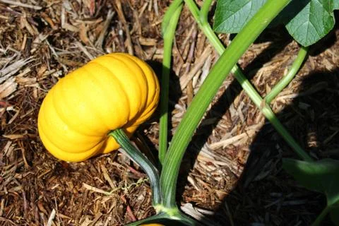Pumpkins in the garden Stock Photos