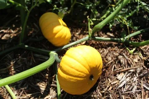 Pumpkins in the garden Foto stock
