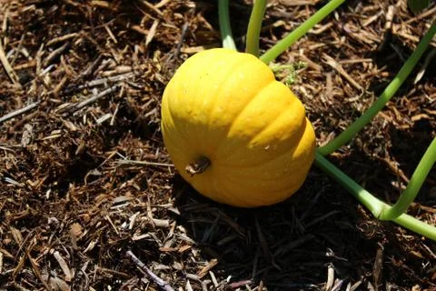 Pumpkins in the garden Foto stock