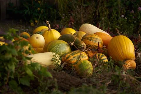 Pumpkins in the garden Stock Photos