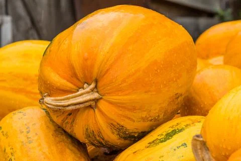 Pumpkins in the garden Stock Photos
