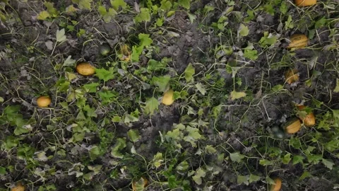 Pumpkins in the garden Project Stock Footage 160681649