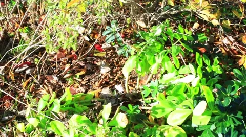 Pumpkins in garden pumpkin patch Stock Footage 56918539