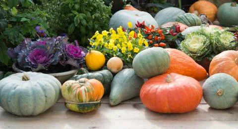 Pumpkins on gardentable 写真素材