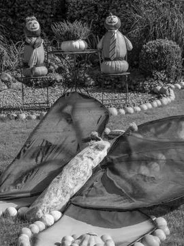 Pumpkins in germany Stock Photos