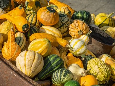 Pumpkins in germany Stock Photos
