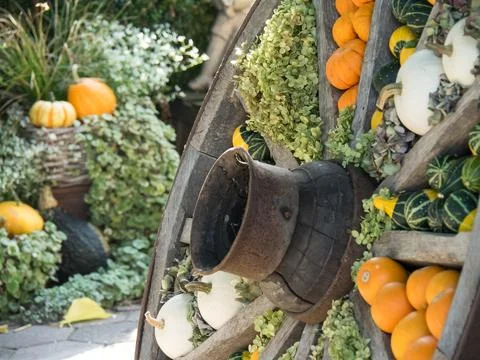 Pumpkins in germany Stock-Fotos