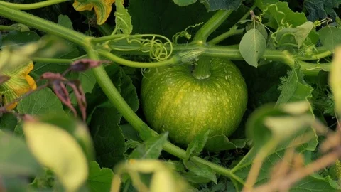 Pumpkins going on a Pumpkin farm Видео 80298255